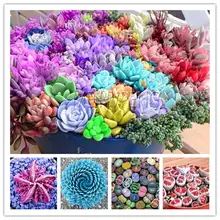 500 шт смесь литопса бонсай живые камни цветок суккулент кактус органическое растение для домашнего сада легко выращивать