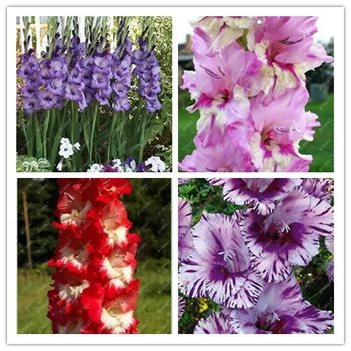 

100 PCS Rare Striped Gladiolus Sword Lily Garden Plant Flowers Orchid Gladiolus Bonsai Plant Gandavensis High Survival Rate