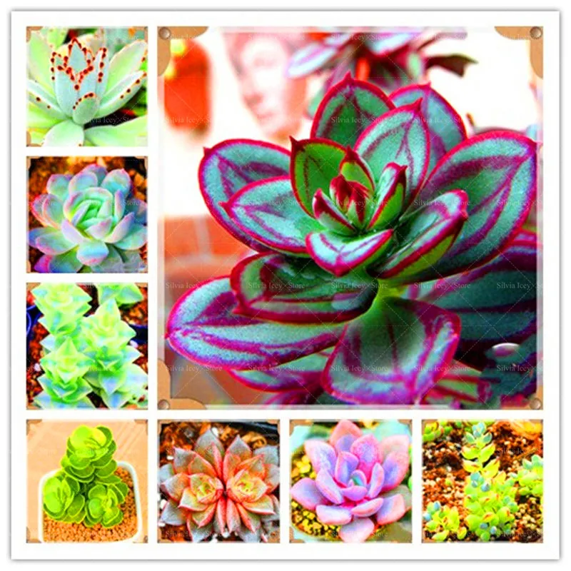

100 Pcs/Lot Multicolor Lithops Flowers Bonsai Plants Sementes 24 Rare Succulents Stone Flower Potted Planting for Home Garden
