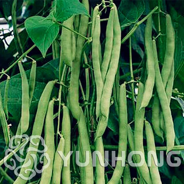 Бесплатная доставка 20 шт. зеленый Расшатанный Bean карликовые деревья овощи карликовые деревья фруктовые и овощные посадки высокие уровень
