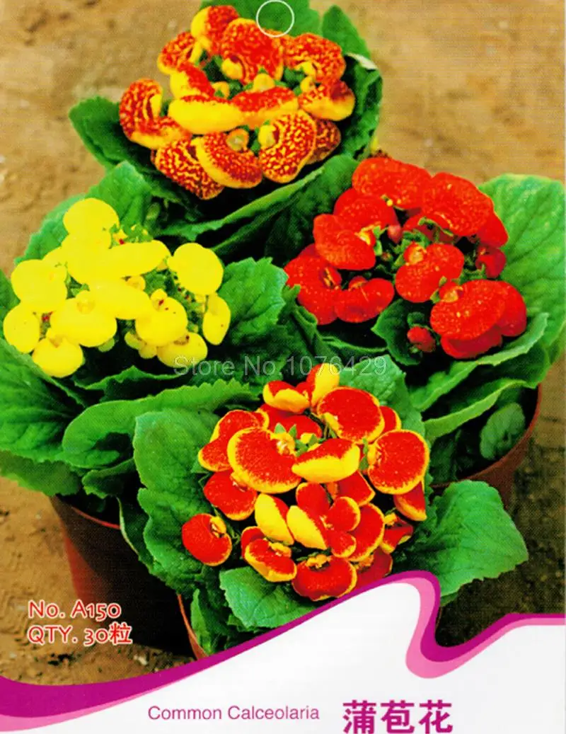 Common Garden Plants online buy wholesale common garden plant from china common garden Common Garden Plants online buy wholesale common garden plant from china common garden