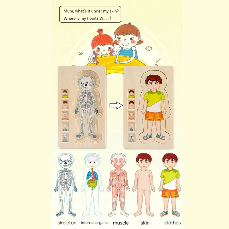 Multi-Layer Wooden Human Puzzles Human Body Structure Toys Intellectual Wooden Educational Toys Children'S Early Education Edu