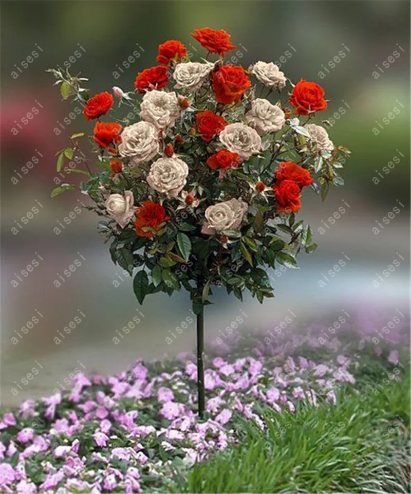 100Pcs Bonsai Multi-Color Rose Tree Bonsai Blooming Outdoor Potted Flore Vary Colors Selection Garden Climbing Plants