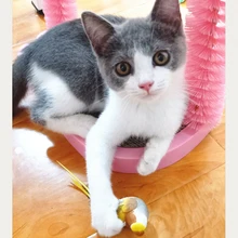 [MPK Cat Toys] Искусственные Птицы с магнитами, кот развлекательная игрушка
