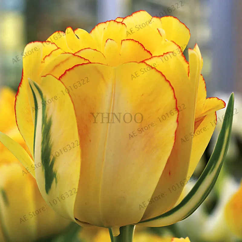 5 шт. тюльпаны двойной луковицы(не тюльпаны Флорес) Цветочные луковицы карликового дерева тюльпаны луковицы корень tulipanes садовое растение для сада - Цвет: 14