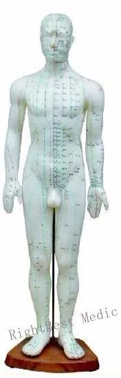 English User ManualEnglish User Manual Male Human Acupuncture Points and Muscle Model 46CM