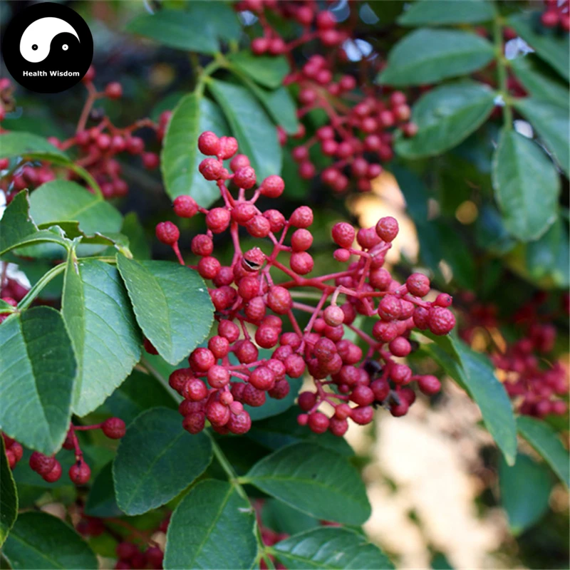 Buy Red Peppercorn Tree Semente 400pcs Plant Zanthoxylum Bungeanum For
