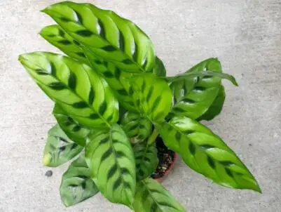 

Hot Sale! 50 Pcs Calathea Bonsai Air Freshening plants High Humidity, Easy to Grow, Office Desk Bonsai for Flower Pot Planters