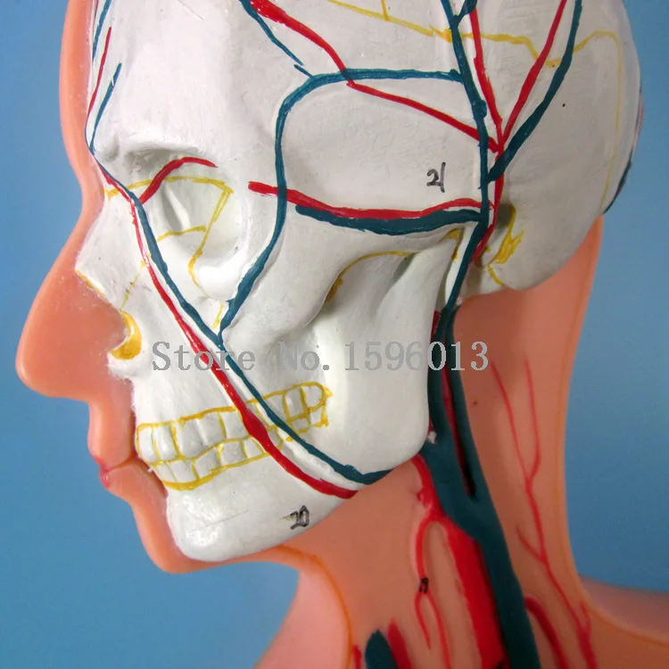 Menschlichen Blut Kreislauf System Modell Durchblutung Modell Model Sofa Models Guitarcirculation Booster Aliexpress