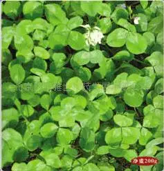 

White clover bonsai selling organic vegetable bonsais 100pcs