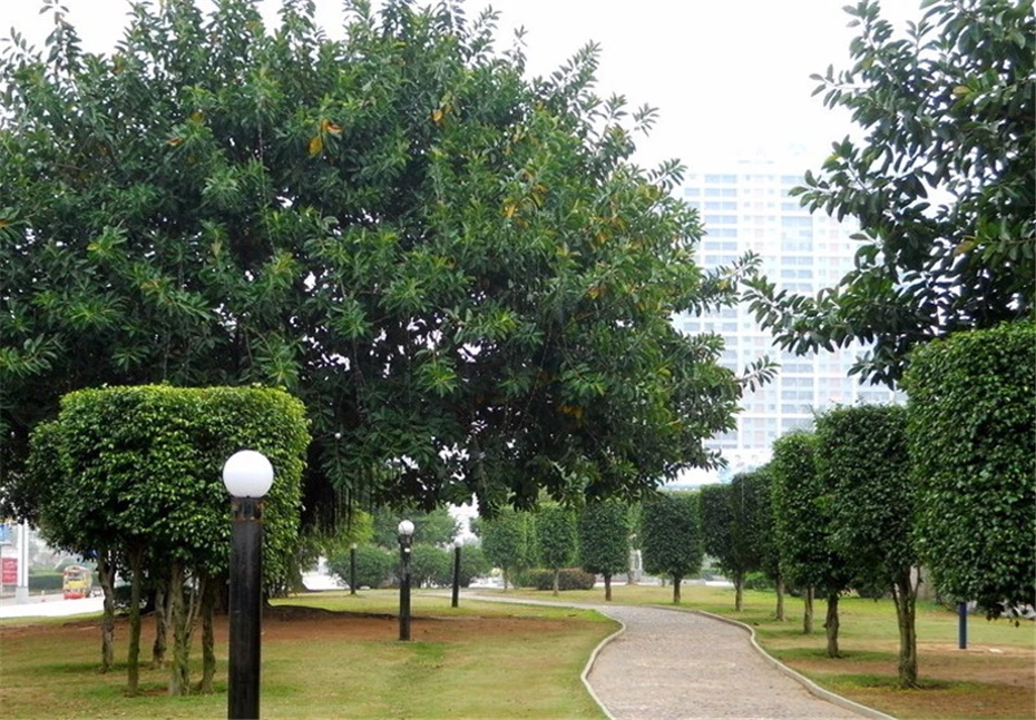Emissor de Luz Solar do Jardim ao ar Solar para Casa Ip65 à Prova Diodo Livre Dwaterproof Água Gramado Luz Caminho Paisagem Lâmpada Quintal 10 luces solares