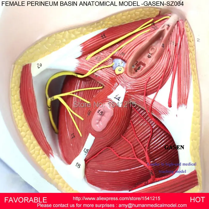 Женская модель вагины гениталий, медицинская модель репродуктивной системы Анатомия женской промежности MODEL-GASEN-SZ004