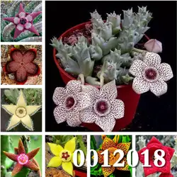 Stapelia pulchella бонсай литопы смесь суккуленты необработанный камень кактус завод редкий для дома и сада цветок бонсай растения 100 шт