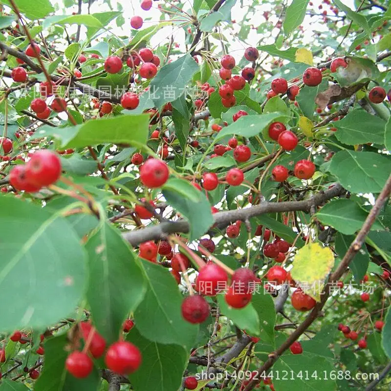 

Tree bonsai collected authentic mountain Choji plant baccata baccata Lin Jingzi real shot sub 200g / Pack