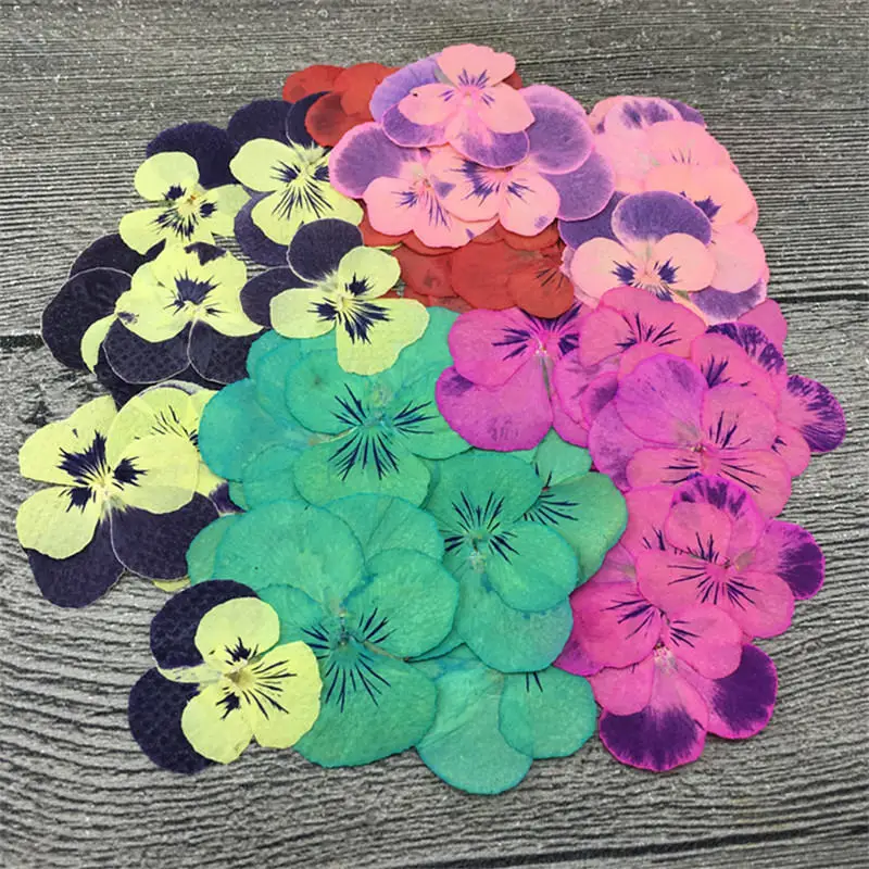 

2019 New Pansy Press Flower For HOME Decoration Free shipment 1lot/120pcs