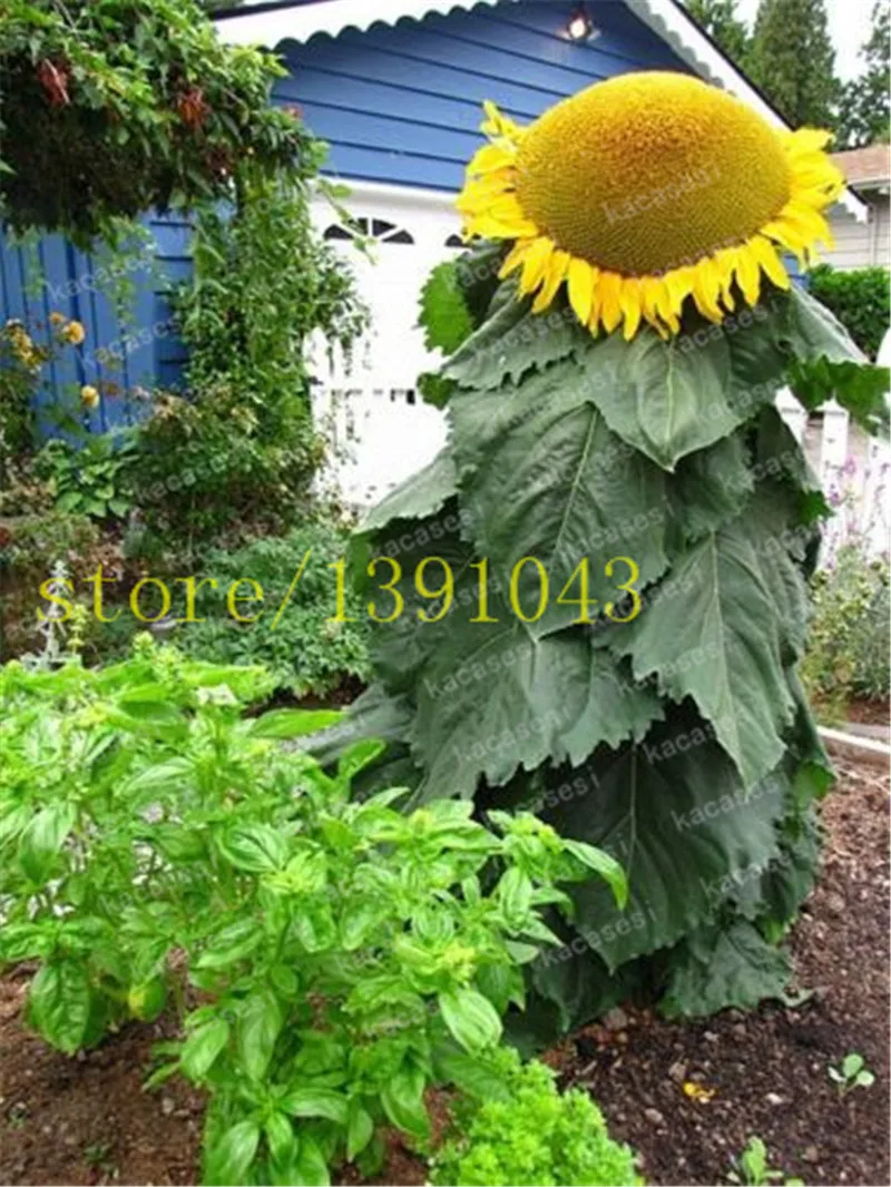 

40 Pcs Rare Sunflower Dwarf Bonsai giant Sunflower Natural Growth flower DIY Potted Plant Helianthus Annuus Ornamental Flower