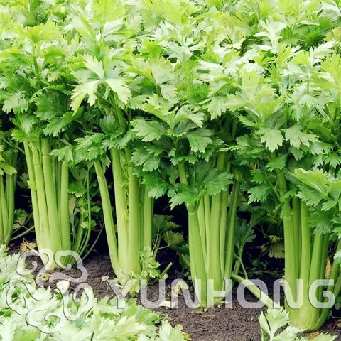 100 шт петрушка бонсай концентрированный вкус и нежный хрустящий сельдерей