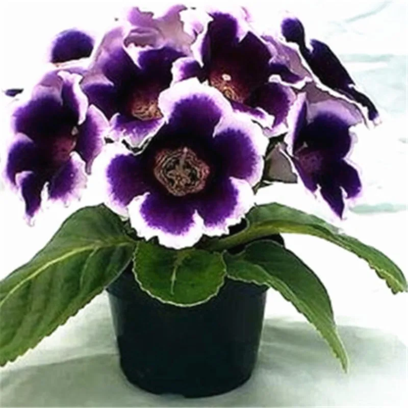100 pcs Imported Gloxinia Plant Bonsai Perennial Sinningia Gloxinia Flower plants for Home Garden Pot Easy to Grow(da yan tong) 100 pcs Imported Gloxinia Plant Bonsai Perennial Sinningia Gloxinia Flower plants for Home Garden Pot Easy to Grow(da yan tong)