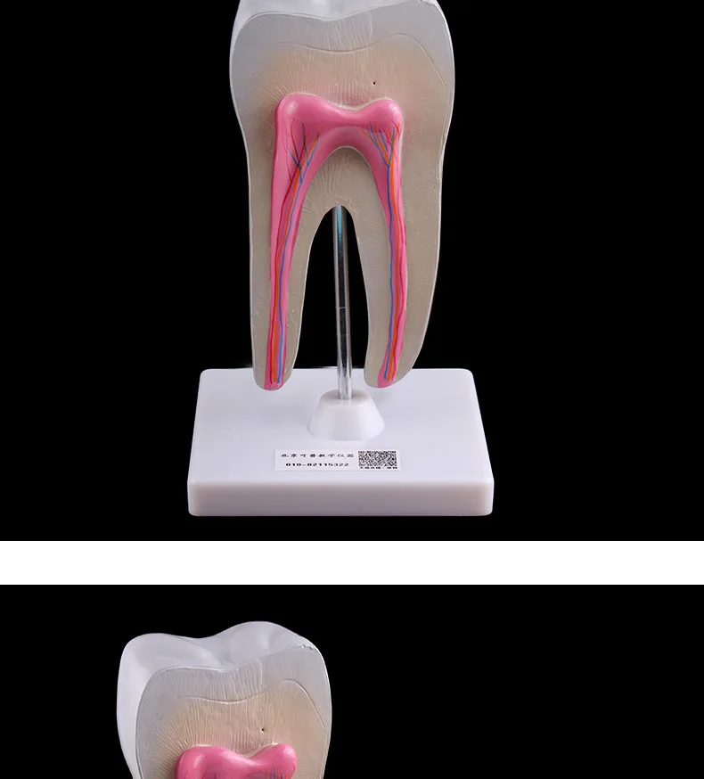 Анатомия человека молярная увеличение модель здорового большой зуба Стоматологический для ротовой полости преподавания декоративная