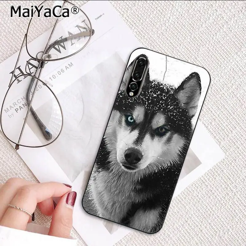 Cute Dog Husky