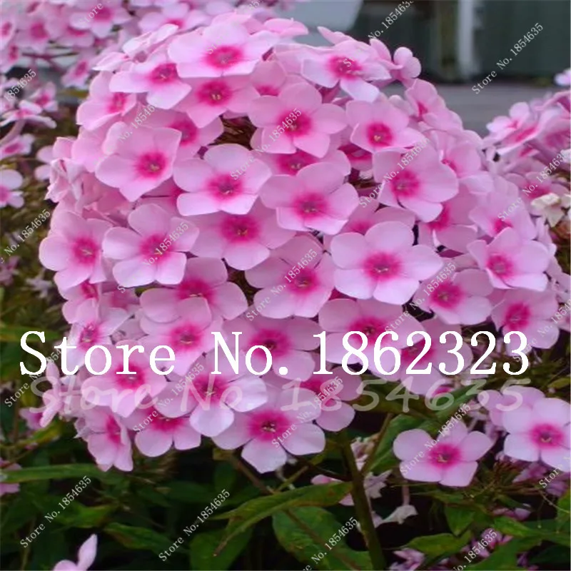 200 Pcs New Arrival! Heirloom Mountain Phlox Bonsai,Potted Bonsai Plant Flower Plant for Home Garden Decor Ground Cover Plant