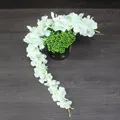 F   60CM