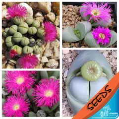 100% свежий Настоящее lithops Argyroderma смешанные сочные кактус Semillas ~ живые камни