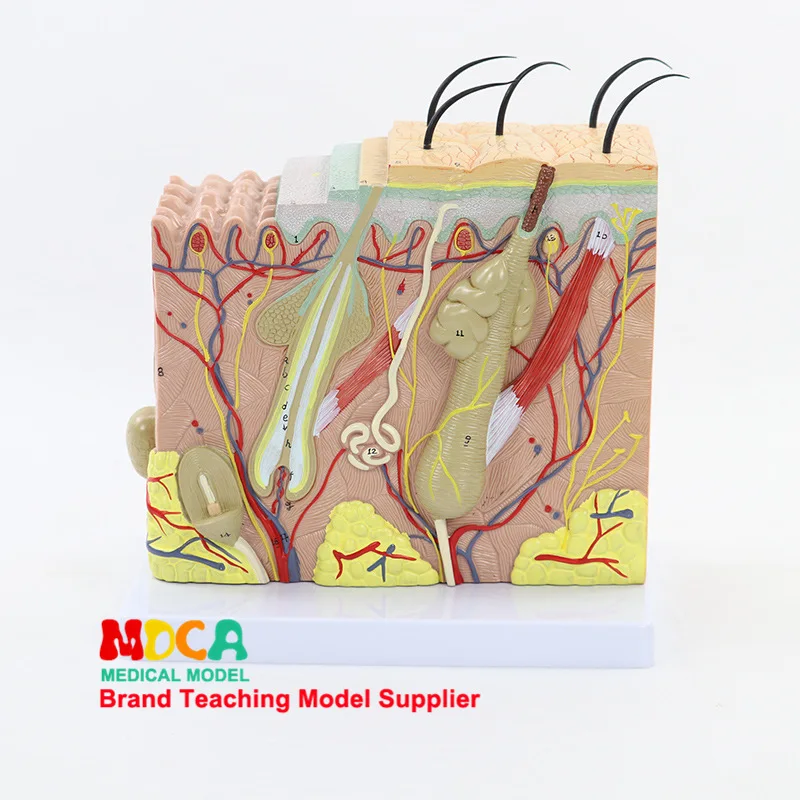 

70X 3D Skin model Skin tissue structure Human skin Biolog Anatomical model Medical teaching equipment