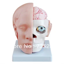 Голова с Анатомия мозга модель, голова анатомическая модель