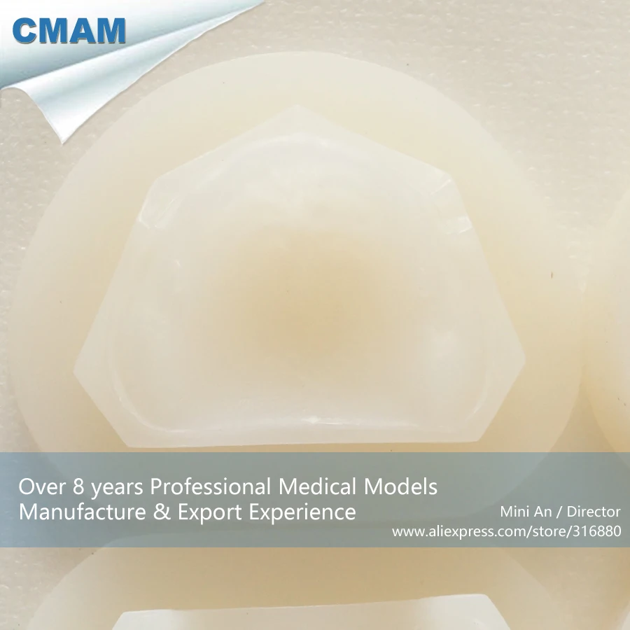 

DH/13128,Rubber Mould, Bite Block Rubber Mould, Wax Embankment, Educational Teaching Anatomical Models
