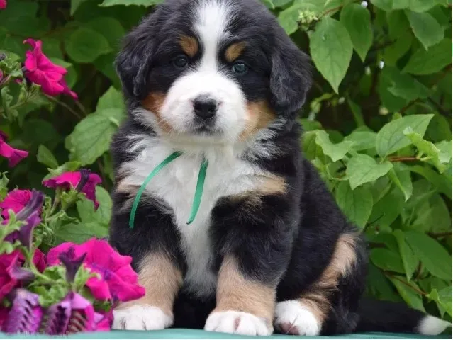 new-arrival-Diamond-painting-embroidery-Puppy-Bernese-Mountain-Dog-crystal-beads-5d-cross-stitch-kits-handwork.jpg_640x640 (6)