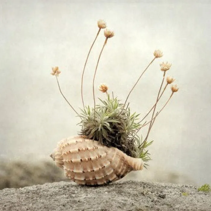 

Snail Piano Natural Conch Shell Coiled Shellfish Fish Hermit Crab Shell Fleshy Flowerpot Fish Tank Landscaping Decoration Crafts