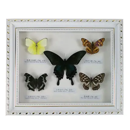 

white frame Butterfly specimens Biological specimens Scientific teaching apparatus and experimental apparatus