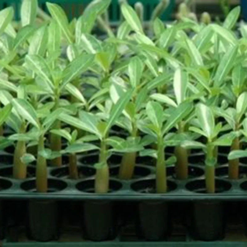 120Pcs Desert Rose Bonsai Mixed Color Varieties Plants Bonsai Indoor potted Adenium Obesum Flower For Garden Decoration BS 120Pcs Desert Rose Bonsai Mixed Color Varieties Plants Bonsai Indoor potted Adenium Obesum Flower For Garden Decoration BS