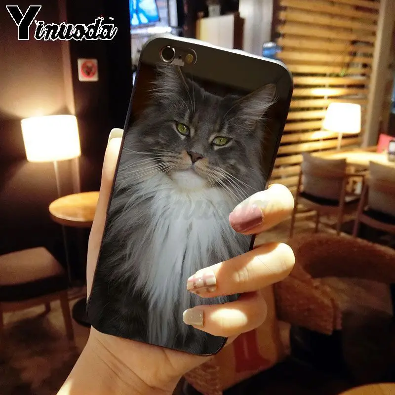 pet maine coon cat