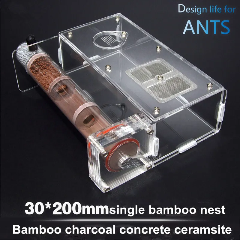Pet ants professional nest bamboo nest  with active area version 30mm ant workshop  (5)