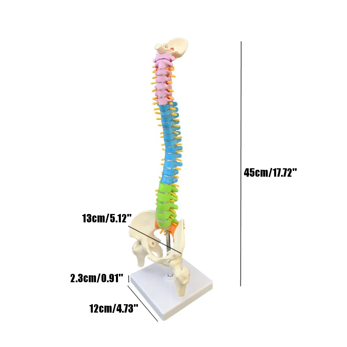 45 см с тазовой анатомической анатомией человека позвоночника медицинская модель позвоночника учебные материалы для медицинских студентов