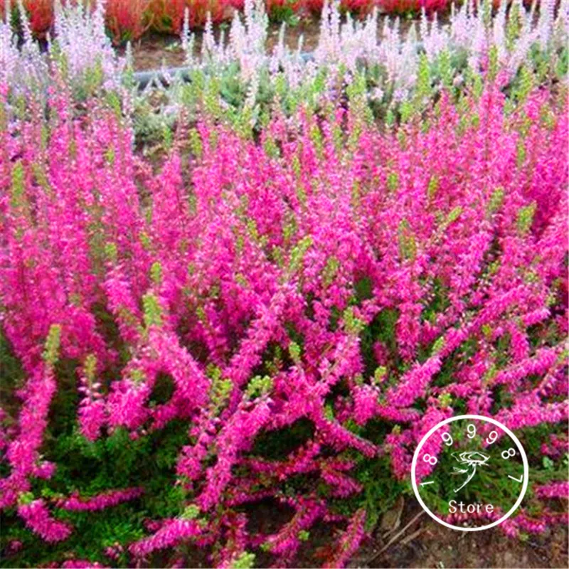 

100 Pcs/Pack New Arrival!Scotch Heather Groundcover Plants (Calluna Vulgaris) easy to grow DIY home garden flower Bonsai