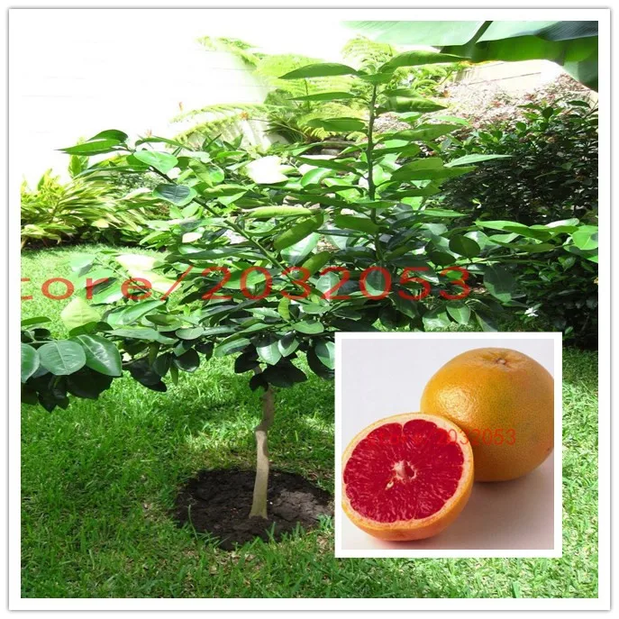 Buy bonsai Thai Pomelo Citrus maxima, Pomelo