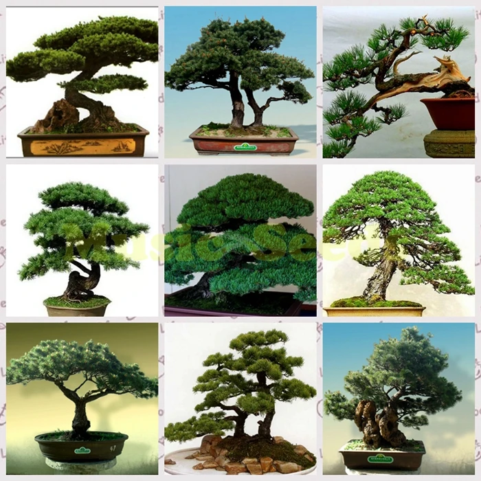 Top 105+ Images Pine Tree Garden Chinese Photos Updated 11/2023