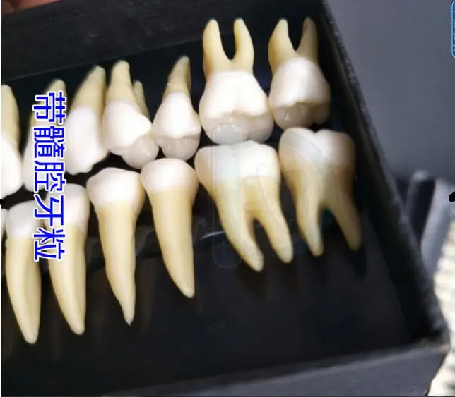 1:1 в натуральную величину, стоматологическая лаборатория, зубные протезы, зубы, анатомия, для взрослых, 28 зубов, модель для демонстрации, обучающая модель патологии