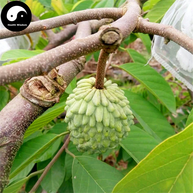 Купить Annona Squamosa фруктовое дерево Semente 30 шт завод Sweetsop для чиримола