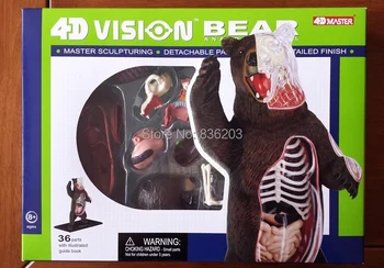 

4D master vision Brown Bear ANATOMY MODEL skull skeleton anatomical model Science Educational Toys