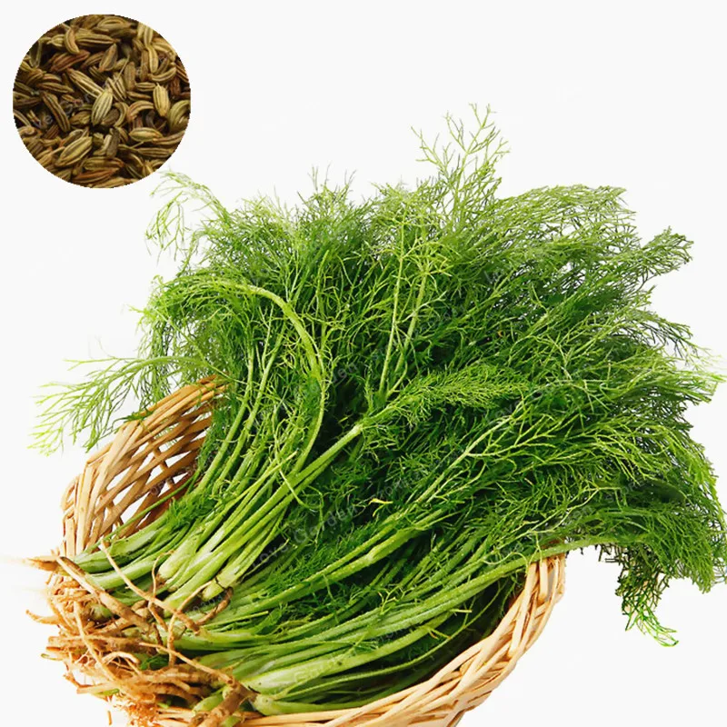 

100 Pcs Fennel Herbs Bonsai DIY Home Garden Potted Or Yard Flower Bonsai Plant Easy To Grow For Home Garden Bonsai