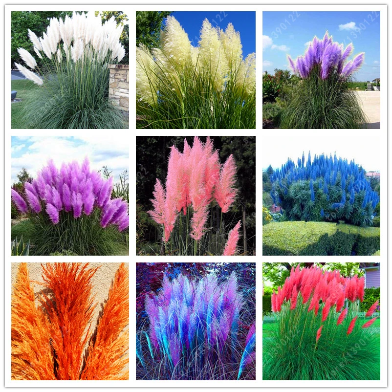 Online Buy Wholesale pampas grass from China pampas grass Wholesalers