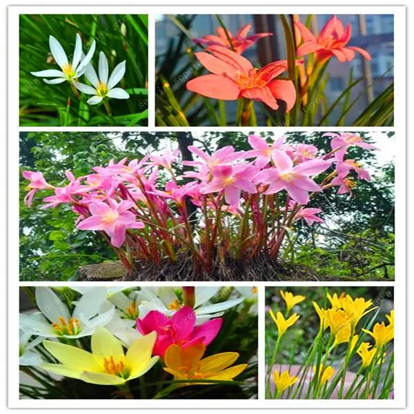 

100 pcs Zephyranthes Candida Bonsai lily flower flores indoor bonsai plants,Easy planting balcony potted flowers for garden