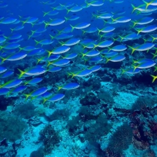 Blue-Gold Fusilier fish  Raja Ampat  Indonesia Poster Print by Stuart Westmorland (18 x 26)