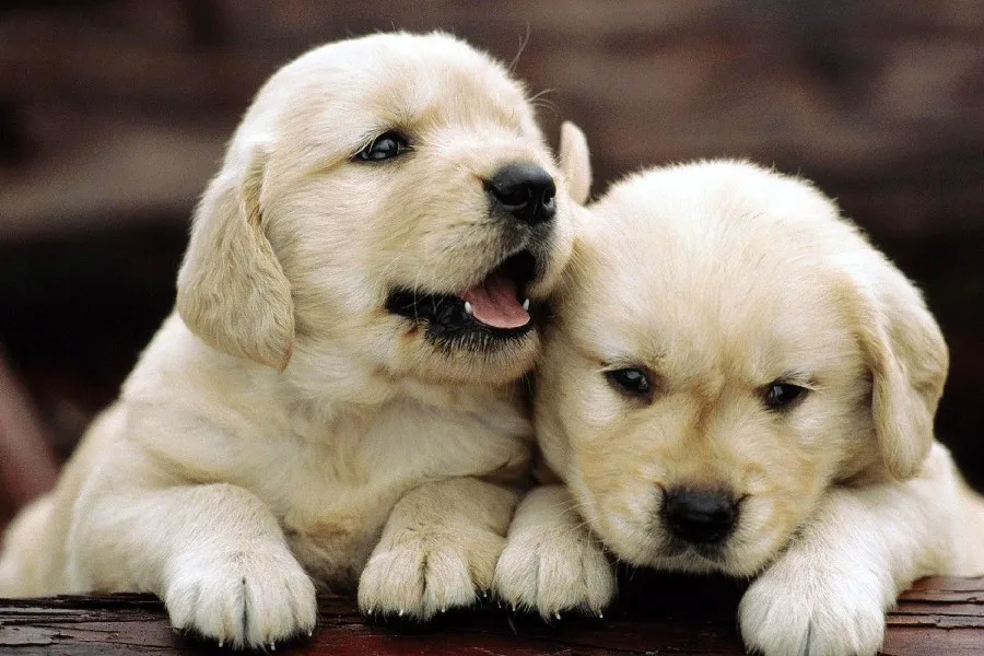 Wood Dogs Chiots Blanc Domestic Cute Legs Animal Poster Fabric Silk