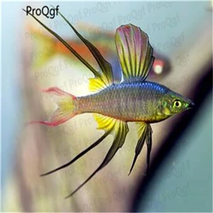 Marbled hatchetfish 50 шт набор мраморный топорик - Цвет: Marbled hatchetfish