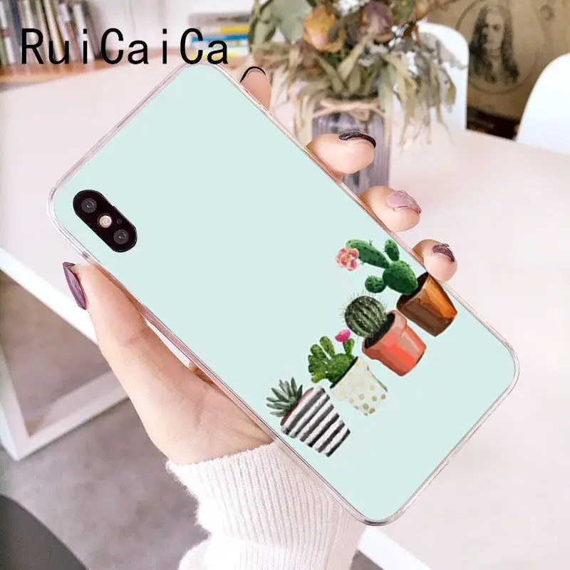 Candy Color Art Cactus Plant